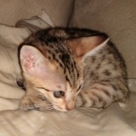 Savannah, F-7SBT, BST, Female,  DOB 10-30-19