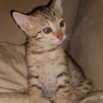 Savannah, F-7SBT, BST, Female,  DOB 10-30-197