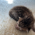 Savannah, F-7SBT, BST, Female,  DOB 10-30-19