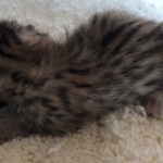 Savannah, F-7SBT, BST, Female,  DOB 10-30-19