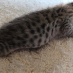 Savannah, F-7SBT, BST, Female,  DOB 10-30-19