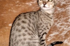 Sadie, Savannah F-7SBT BST girl #1 darker DOB 10-30-19