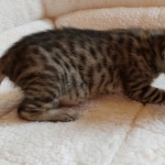 Savannah, F-7SBT, BST, Female,  DOB 10-30-19