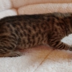 Savannah, F-7SBT, BST, Female,  DOB 10-30-19