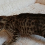 Savannah, F-7SBT, BST, Female,  DOB 10-30-19