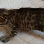 Savannah, F-7SBT, BST, Female,  DOB 10-30-19