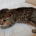 Savannah, F-7SBT, BST, Female,  DOB 10-30-19