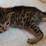 Savannah, F-7SBT, BST, Female,  DOB 10-30-19