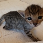 Savannah, F-7SBT, BST, Female,  DOB 10-30-19