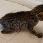 Savannah, F-7SBT, BST, Female,  DOB 10-30-19