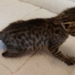 Savannah, F-7SBT, BST, Female,  DOB 10-30-19