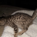 Savannah, F-7SBT, BST, Female,  DOB 10-30-19