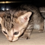 Savannah, F-7SBT, BST, Female,  DOB 10-30-19