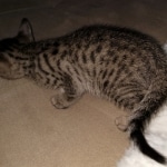 Savannah, F-7SBT, BST, Female,  DOB 10-30-19