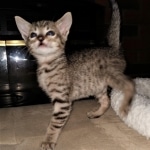 Savannah, F-7SBT, BST, Female,  DOB 10-30-19