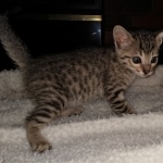 Savannah, F-7SBT, BST, Female,  DOB 10-30-19