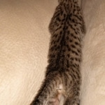 Savannah, F-7SBT, BST, Female,  DOB 10-30-19