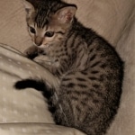 Savannah, F-7SBT, BST, Female,  DOB 10-30-19