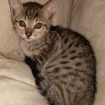 Savannah, F-7SBT, BST, Female,  DOB 10-30-19