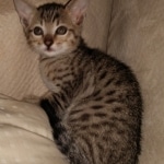 Savannah, F-7SBT, BST, Female,  DOB 10-30-19