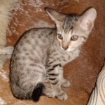 Savannah, F-7SBT, BST, Female,  DOB 10-30-19