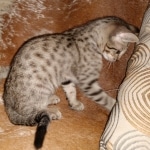 Savannah, F-7SBT, BST, Female,  DOB 10-30-19