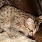 Savannah, F-7SBT, BST, Female,  DOB 10-30-19