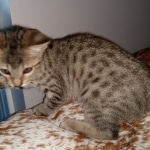 Savannah, F-7SBT, BST, Female,  DOB 10-30-19