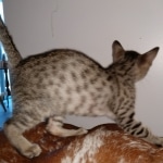 Savannah, F-7SBT, BST, Female,  DOB 10-30-19