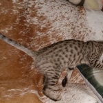 Savannah, F-7SBT, BST, Female,  DOB 10-30-19