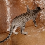 Savannah, F-7SBT, BST, Female,  DOB 10-30-19