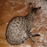 ISavannah, F-7SBT, BST, Female,  DOB 10-30-19