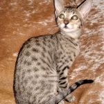 Savannah, F-7SBT, BST, Female,  DOB 10-30-19