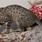 Savannah, F-7SBT, BST, Female,  DOB 10-30-19