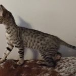 Savannah, F-7SBT, BST, Female,  DOB 10-30-19