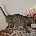 Savannah, F-7SBT, BST, Female,  DOB 10-30-19