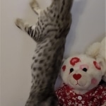 Savannah, F-7SBT, BST, Female,  DOB 10-30-19