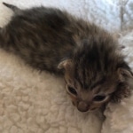 Savannah, F-7SBT, BST, Female,  DOB 10-30-19