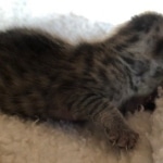 Savannah, F-7SBT, BST, Female,  DOB 10-30-19