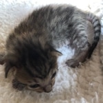 Savannah, F-7SBT, BST, Female,  DOB 10-30-19