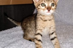 Momo Savannah F-7SBT BST Male #1 DOB 10-19-20
