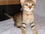 Momo Savannah F-7SBT BST Male #1 DOB 10-19-20