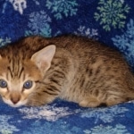 Savannah, F-7SBT, Male, BST DOB 10-19-20