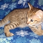 Savannah, F-7SBT, Male, BST DOB 10-19-20