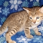 Savannah, F-7SBT, Male, BST DOB 10-19-20