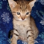 Savannah, F-7SBT, Male, BST DOB 10-19-20