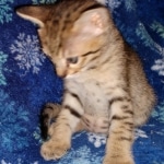 Savannah, F-7SBT, Male, BST DOB 10-19-20