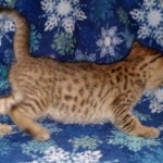 Savannah, F-7SBT, Male, BST DOB 10-19-20