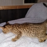 Savannah, F-7SBT, Male, BST DOB 10-19-20