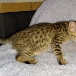 Savannah, F-7SBT, Male, BST DOB 10-19-20